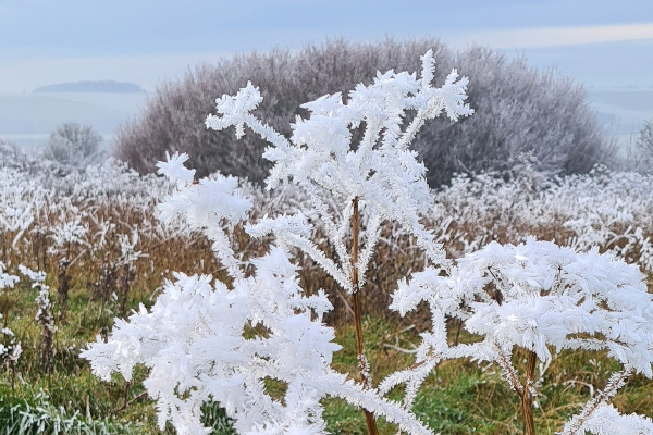 frosted garden