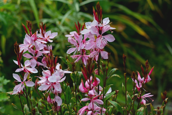 Gaura lindheimeri (Beeblossom)