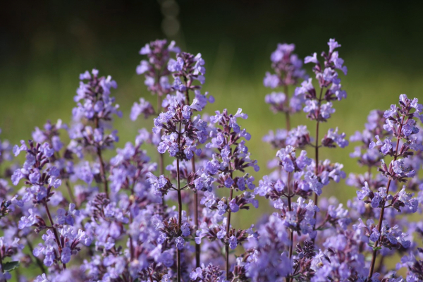 Nepeta (Catmint)