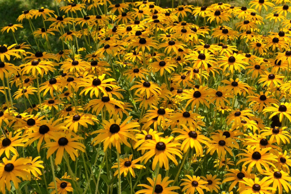 Rudbeckia (Black-eyed Susan)