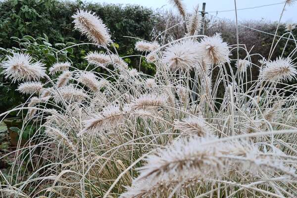 Winter interest Harmonious Garden Colour Scheme