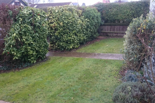 Neglected garden before restoration highlighting the need for professional help on how to revive a forgotten garden.